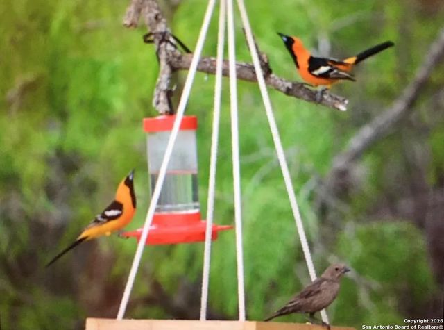 79 live oak, Brackettville, TX 78832