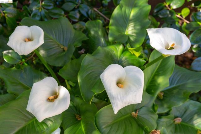 1 Kelton Ct 2D, Oakland, CA 94611