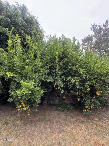 6867 Cantaloupe Avenue, Valley Glen, CA 91405