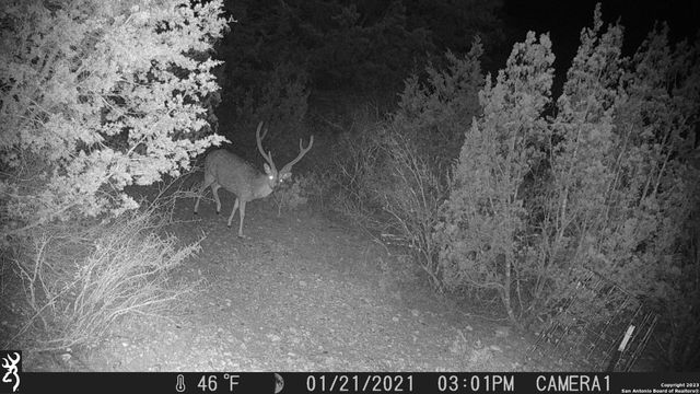 29 Oak Bend, Rocksprings, TX 78880