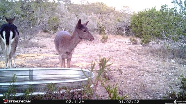 29 Oak Bend, Rocksprings, TX 78880