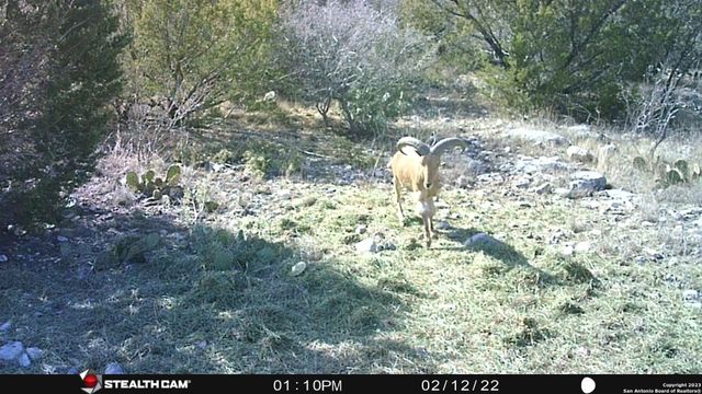 29 Oak Bend, Rocksprings, TX 78880