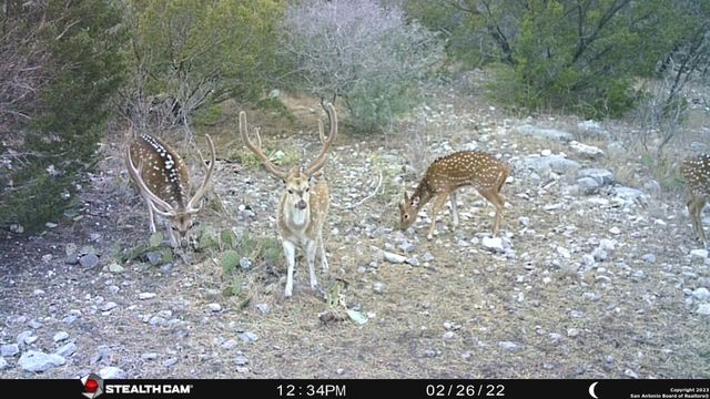 29 Oak Bend, Rocksprings, TX 78880