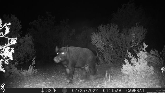 29 Oak Bend, Rocksprings, TX 78880