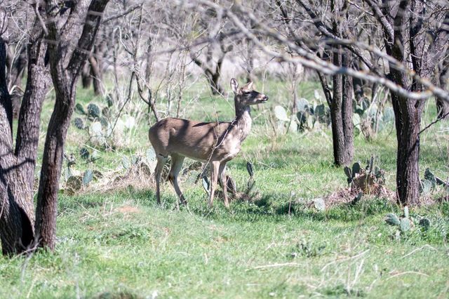 25 Acres Private Road 1789, Bend, TX 76853