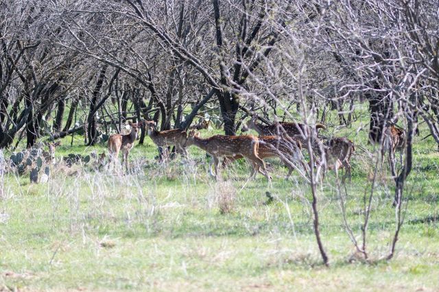 25 Acres Private Road 1789, Bend, TX 76853