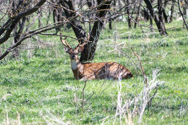 25 Acres Private Road 1789, Bend, TX 76853