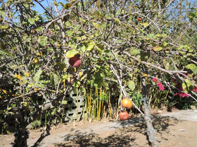 136 Mateo Avenue, Daly City, CA 94014