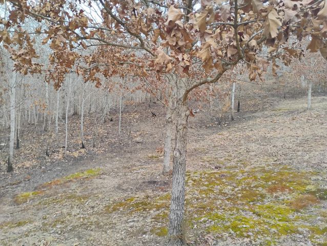 4183 TYE RIVER Road, Amherst, VA 24521