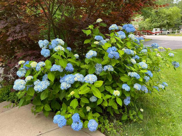 7 Birchwood Drive, Derry, NH 03038