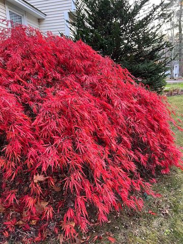 7 Birchwood Drive, Derry, NH 03038