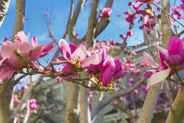 509 Porpoise Bay Terrace C, Sunnyvale, CA 94089