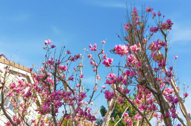 509 Porpoise Bay Terrace C, Sunnyvale, CA 94089