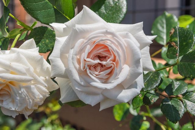 18450 Lucas Ave, Sonoma, CA 95476