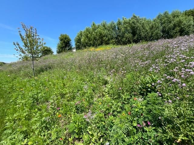 1106 Meadow Lane, Waconia, MN 55387