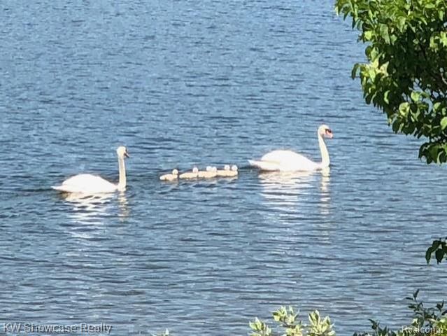 8559 Pine Cove Drive, Commerce Charter Township, MI 48382