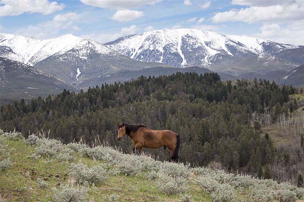 94 Sheep Mountain Road (w/ 614 AC State Lease), Red Lodge, MT 59068 photo 36