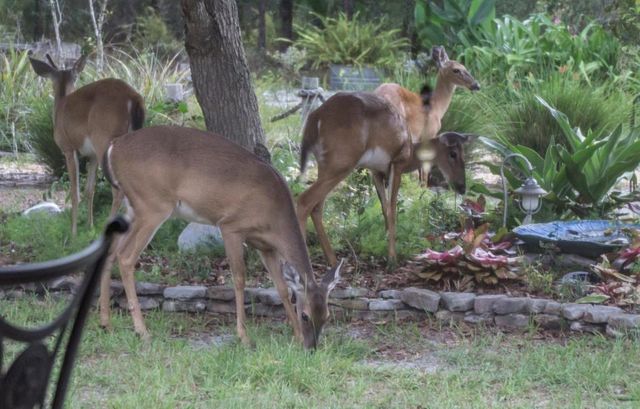 Tbd Chinaberry Street, Eustis, FL 32736