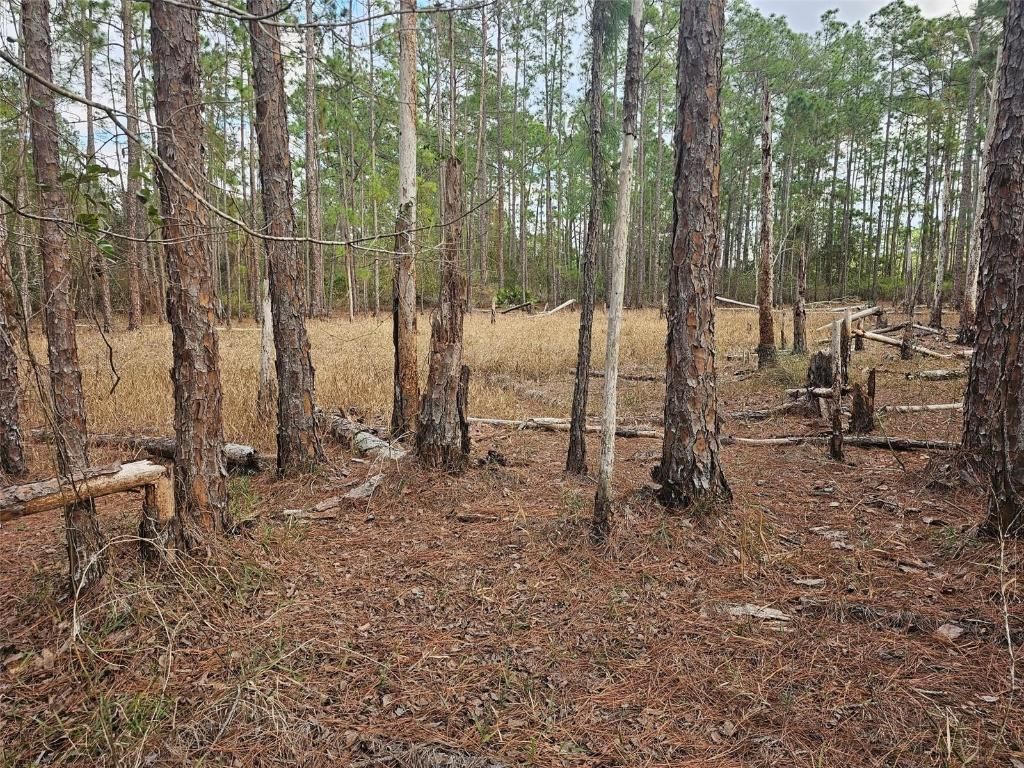 Tbd Chinaberry Street, Eustis, FL 32736