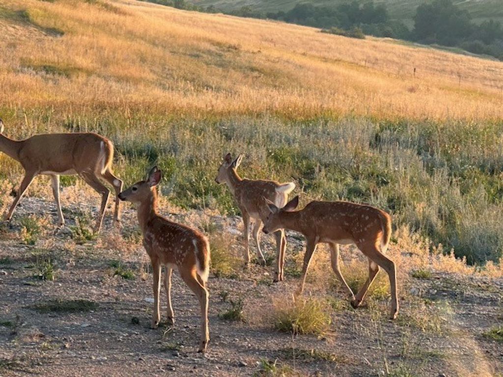 370 Star Ridge Road, Bozeman, MT 59715 photo 22