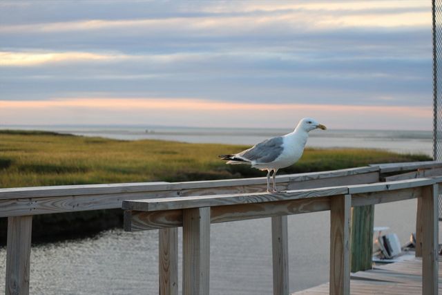 248 Camp Street V2, Yarmouth, MA 02673