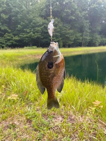 425 E Sternberg Road, Norton Shores City, MI 49441