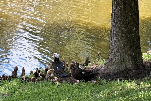 14706 Palladio Drive, Cypress, TX 77429