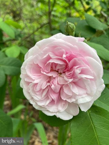 1021 ALBERT RENNOLDS DR, Fredericksburg, VA 22401