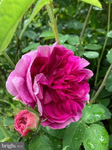 1021 ALBERT RENNOLDS DR, Fredericksburg, VA 22401