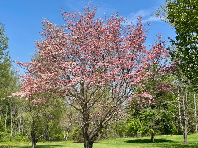 206 Allen Drive, Somerset, KY 42503