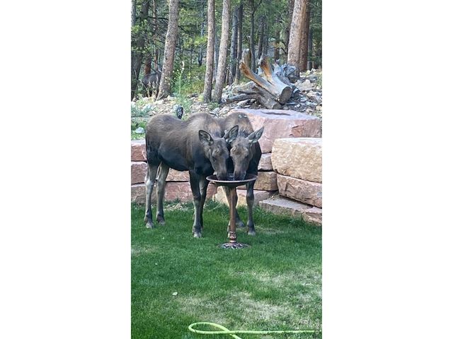 1447 Coyote Cir, Black Hawk, CO 80422