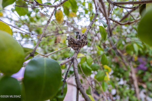 3443 N Tucson Boulevard, Tucson, AZ 85716