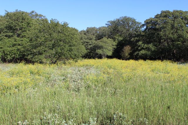 Lot 2 TBD County Road 2798, Alvord, TX 76225