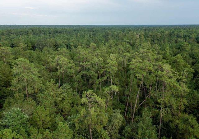 39 Coyote Run, New Waverly, TX 77378