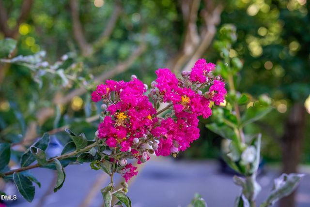 117 Scott Lane, Chapel Hill, NC 27514