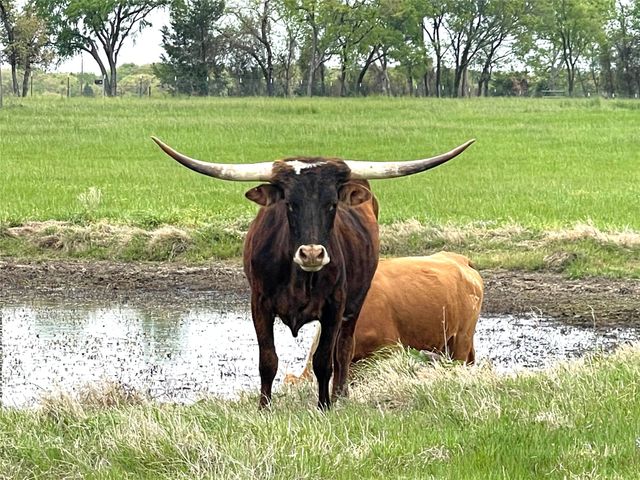 1500 Pop Noah Road, Tioga, TX 76271
