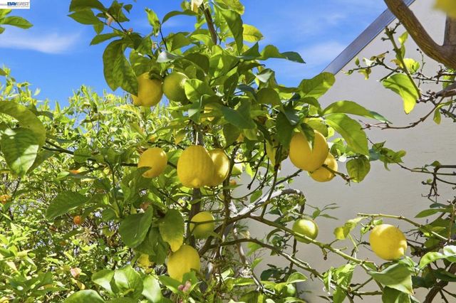 40930 Rioja Ct, Fremont, CA 94539