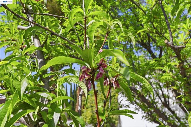 40930 Rioja Ct, Fremont, CA 94539