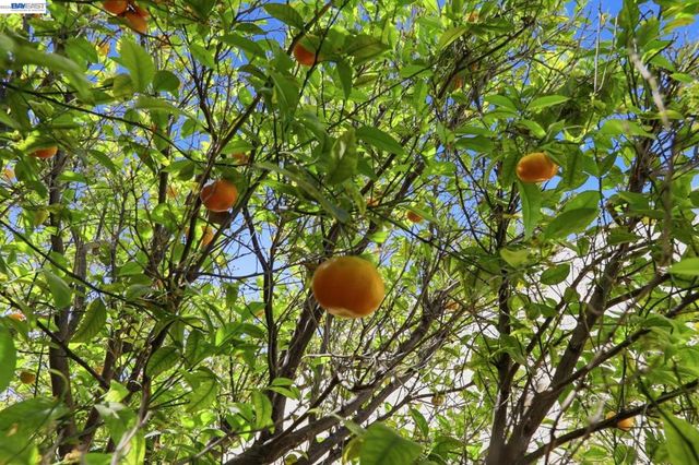 40930 Rioja Ct, Fremont, CA 94539