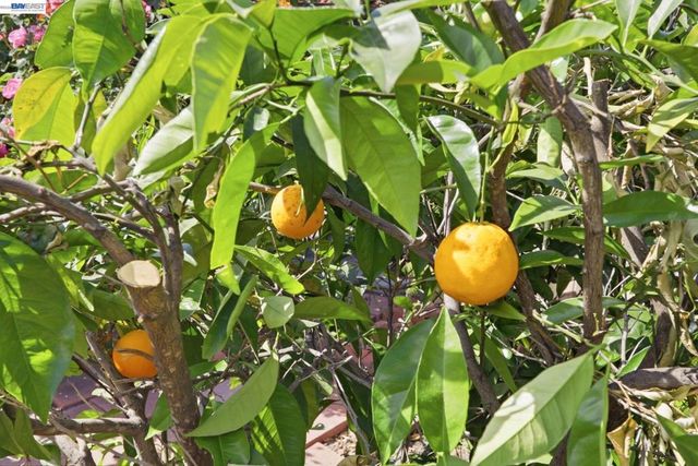 40930 Rioja Ct, Fremont, CA 94539