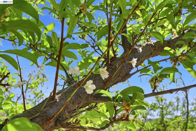 40930 Rioja Ct, Fremont, CA 94539