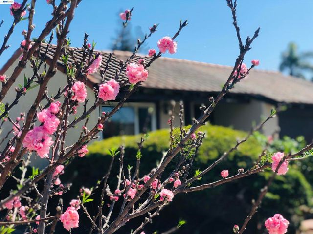 40930 Rioja Ct, Fremont, CA 94539