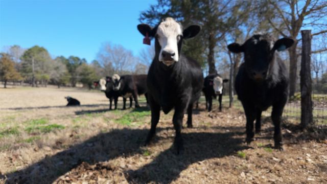 5730 E FM 323, Palestine, TX 75801