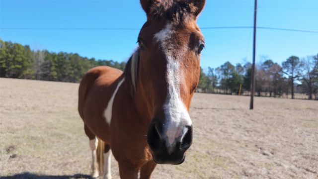 5730 E FM 323, Palestine, TX 75801