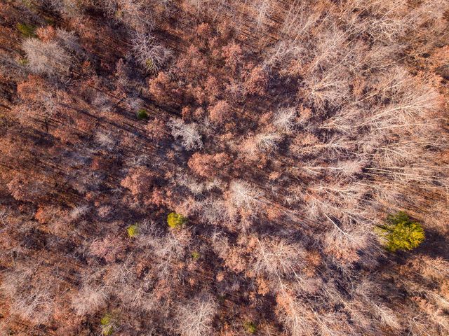 9184 Murphy Way, Birch Tree, MO 65438