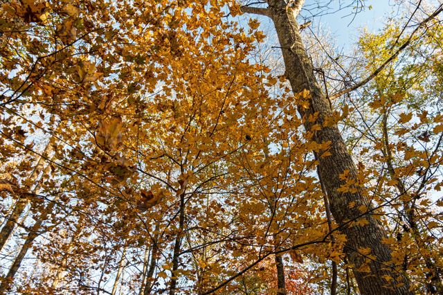 0 Short Creek Rd, Linden, TN 37096