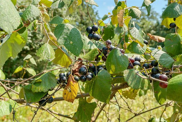 19231 County Road 215, Weimar, TX 78962