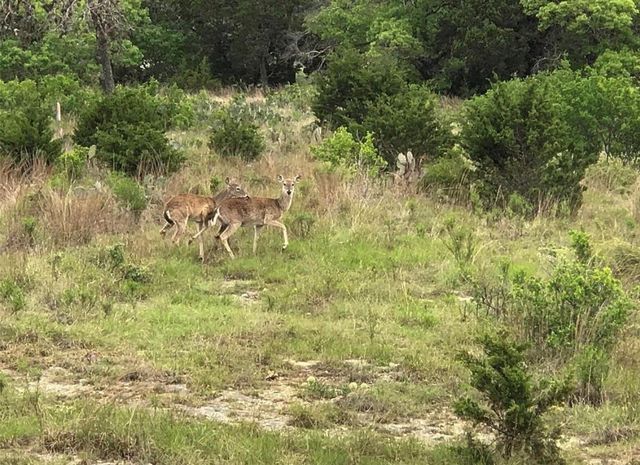 113 Enigma Avenue, Spring Branch, TX 78070