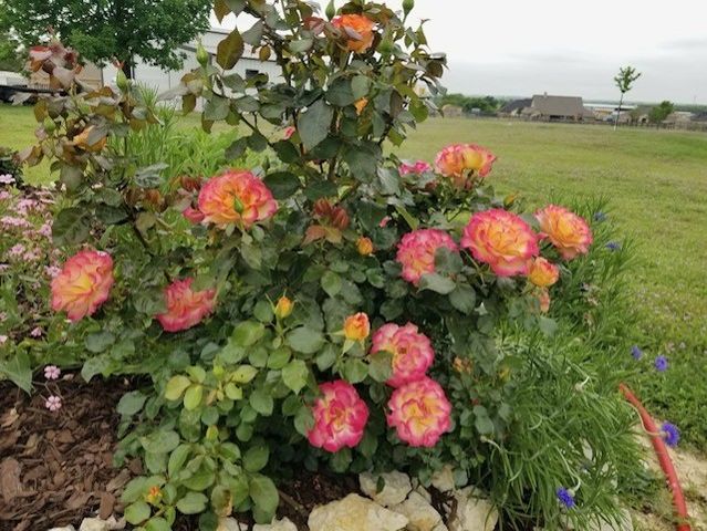 108 High Meadows Court, Decatur, TX 76234