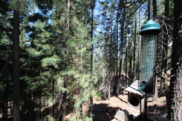 54838 Ponderosa Drive, Springville, CA 93265